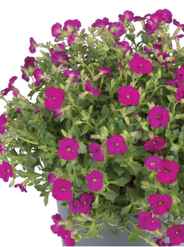 Aubrieta gracilis ‘Regado Red’