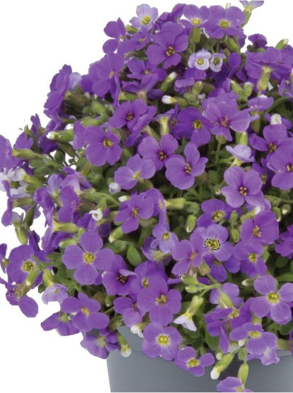 Aubrieta gracilis ‘Audrey™ F1 Mid Blue’