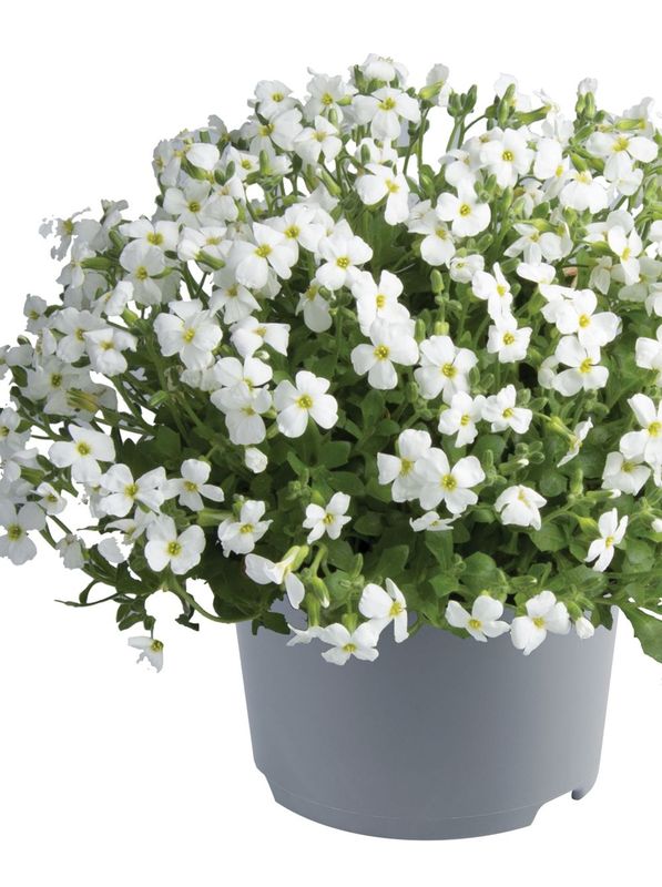 Aubrieta gracilis ‘Florado White’