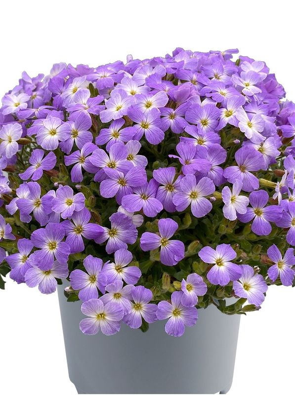 Aubrieta gracilis ‘Florado Blue White Bicolour’