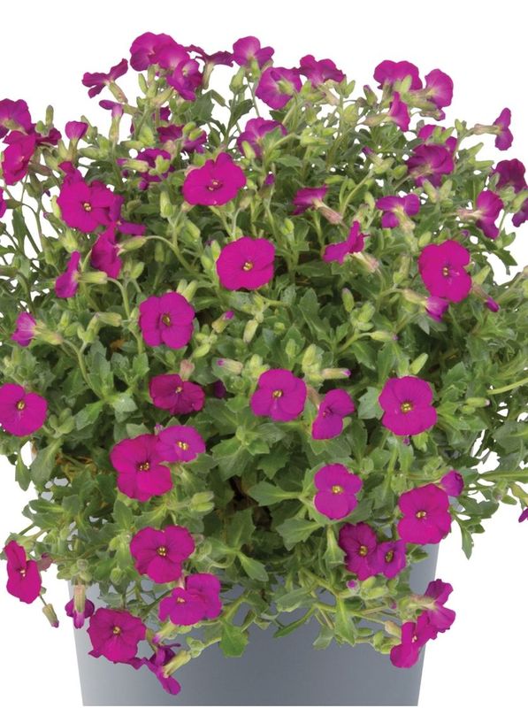 Aubrieta gracilis ‘Florado Red’