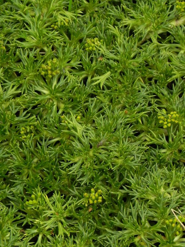 Azorella trifurcata