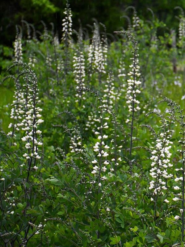 Baptisia alba