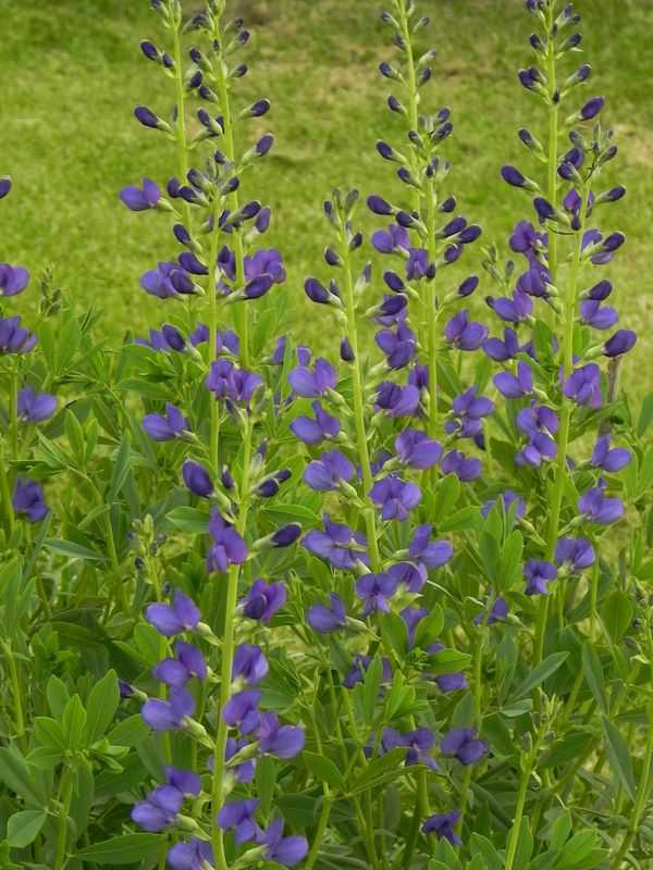Baptisia australis ‘Caspian Blue’