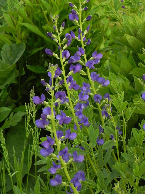 Baptisia australis ‘Caspian Blue’