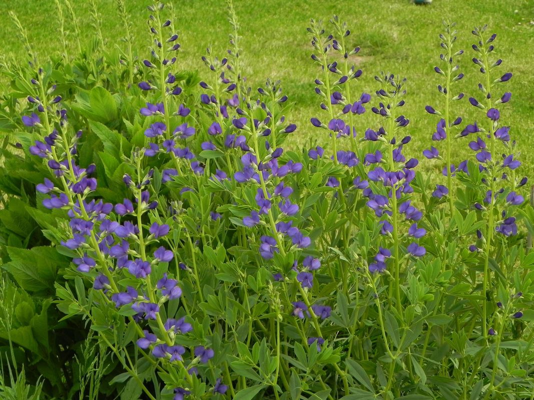Baptisia australis ‘Caspian Blue’
