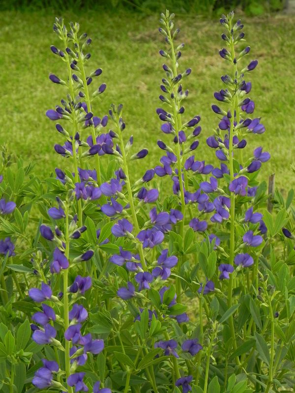 Baptisia australis ‘Caspian Blue’