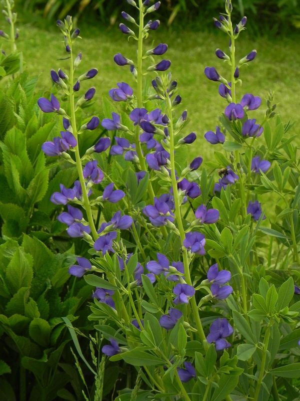 Baptisia australis ‘Caspian Blue’