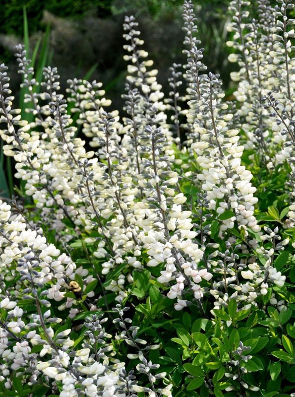 Baptisia australis ‘Alba’