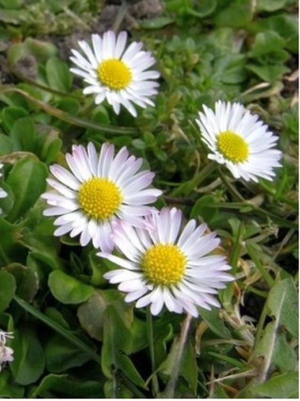 Bellis perennis