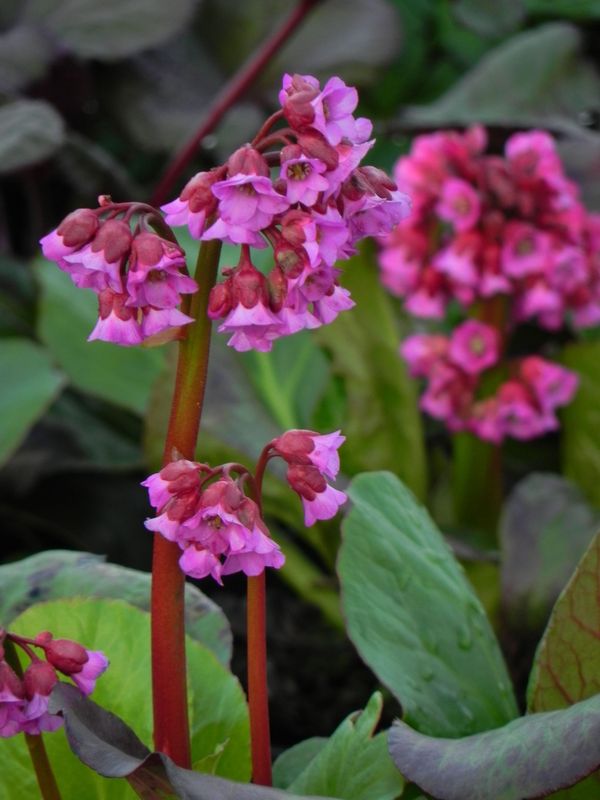 Bergenia cordifolia ‘Rotblum’