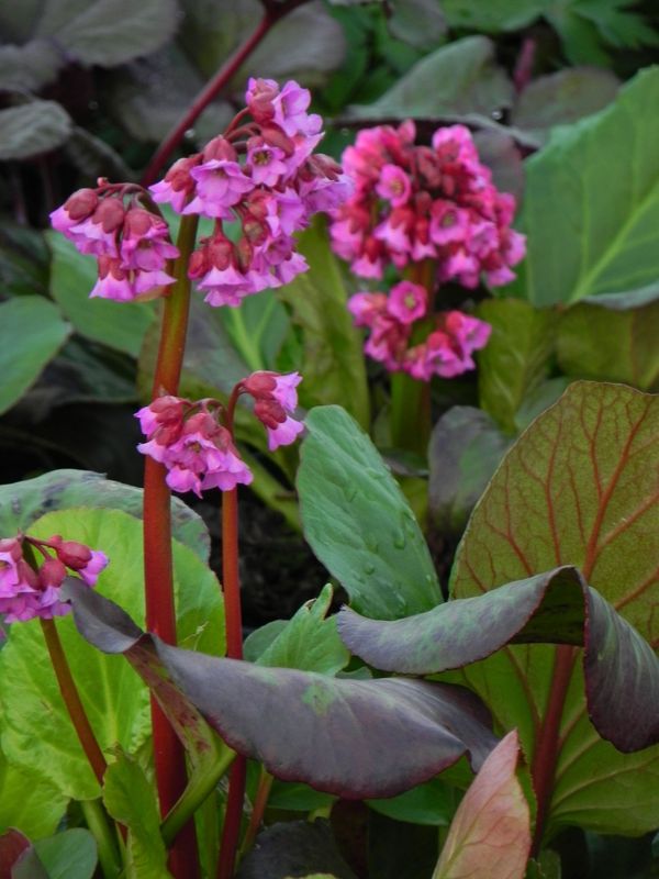 Bergenia cordifolia ‘Rotblum’