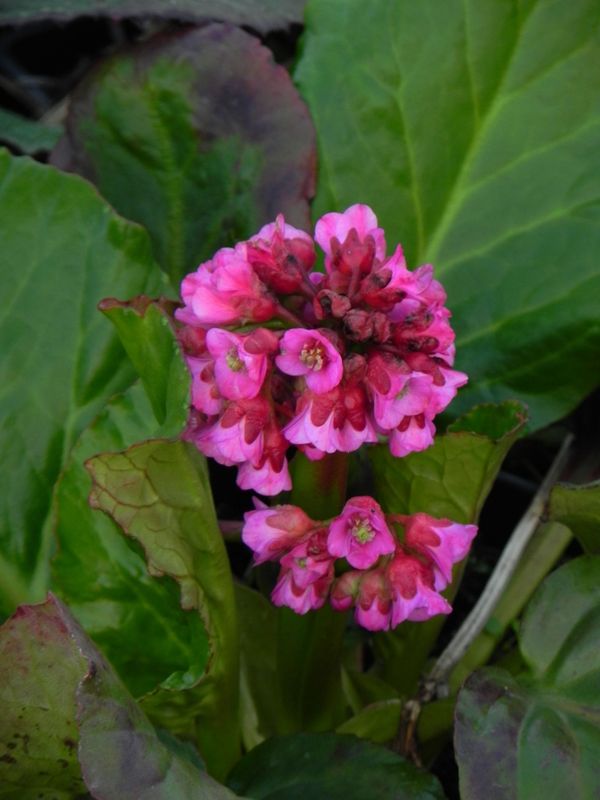 Bergenia cordifolia ‘Rotblum’