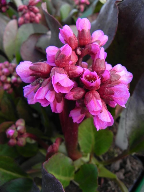 Bergenia cordifolia ‘Rotblum’