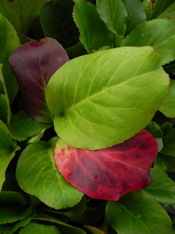 Bergenia cordifolia ‘Rotblum’