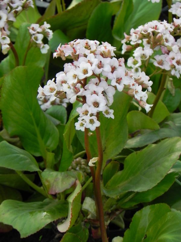 Bergenia cordifolia ‘Bressingham White’