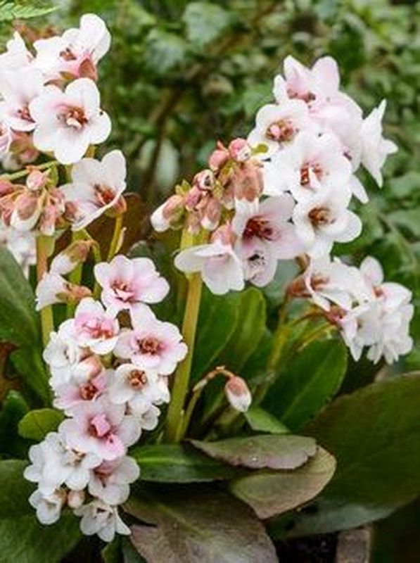 Bergenia cordifolia ‘Snowtime’