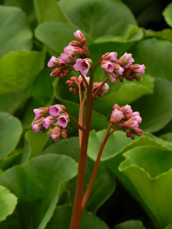 Bergenia cordifolia ‘Rose’