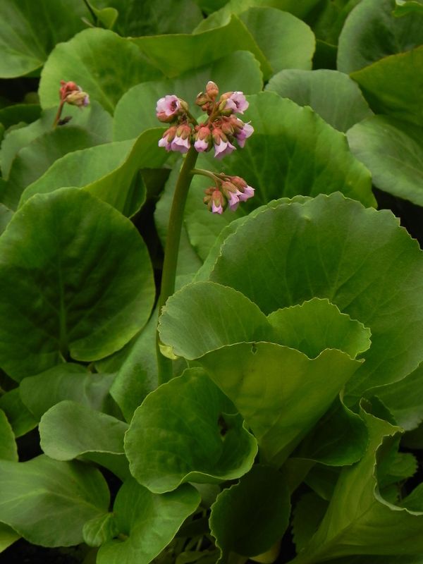 Bergenia cordifolia ‘Rose’