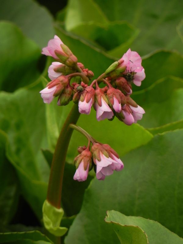 Bergenia cordifolia ‘Rose’