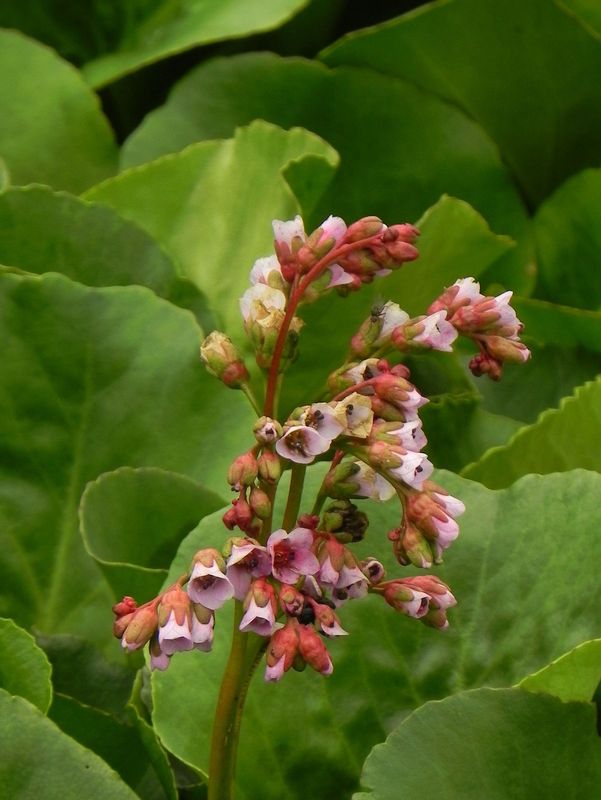 Bergenia cordifolia ‘Rose’