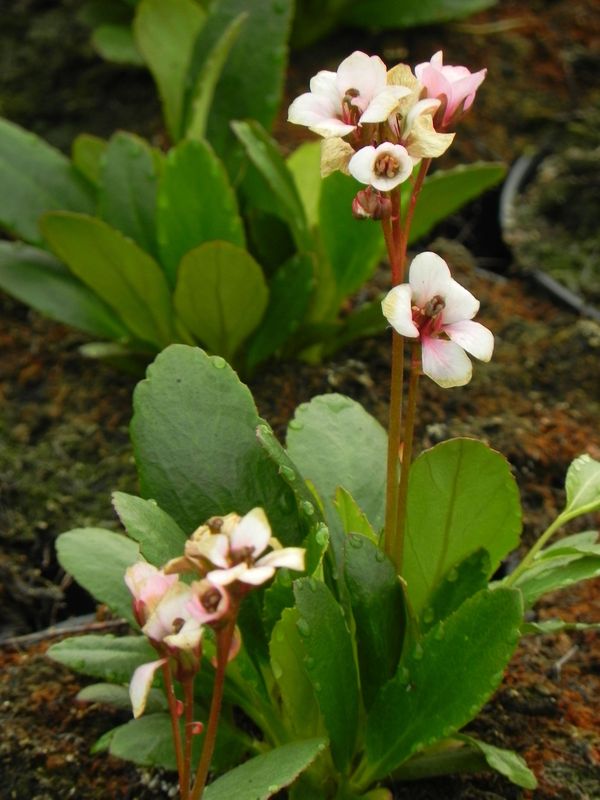 Bergenia x hybrida ‘Dragonfly™ Angel Kiss’