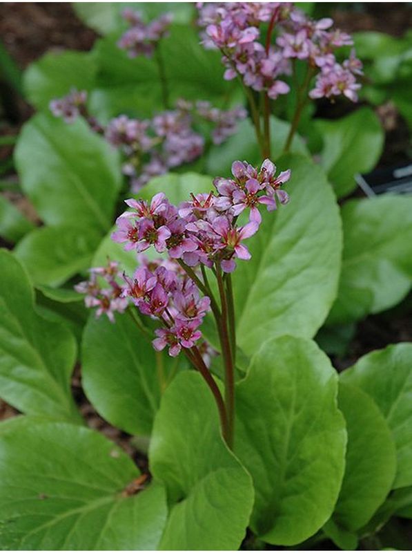 Bergenia purpurascens