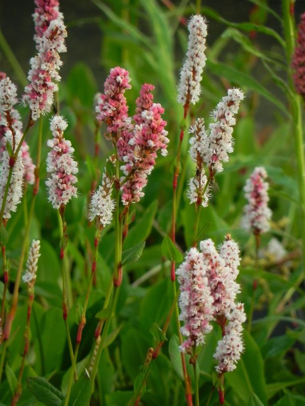 Bistorta affinis ‘Dimity’
