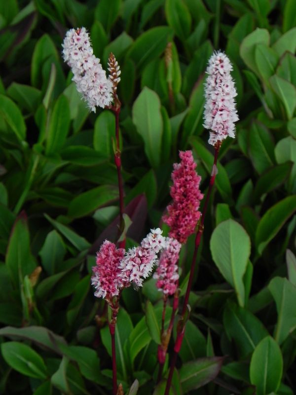Bistorta affinis ‘Dimity’