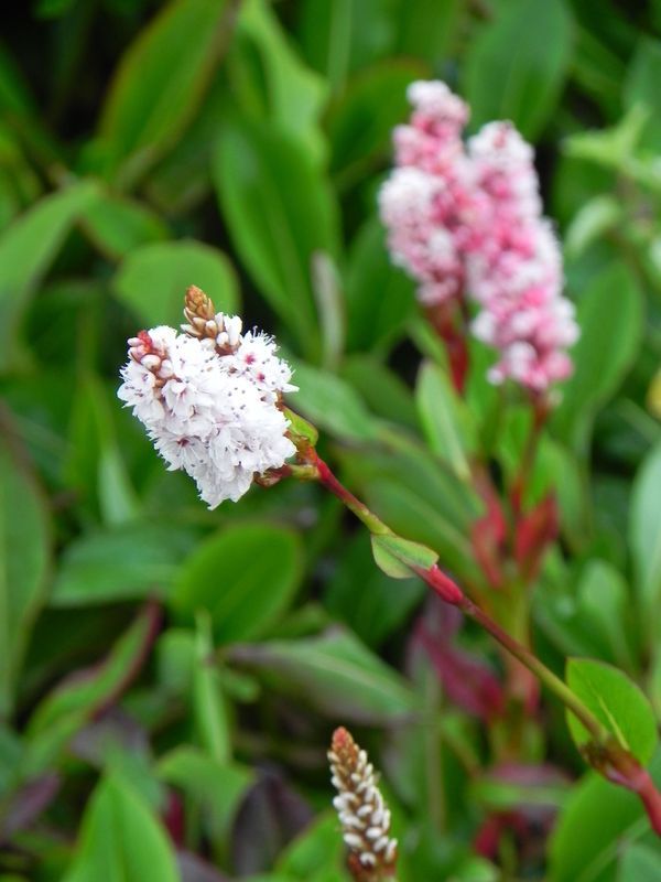 Bistorta affinis ‘Dimity’