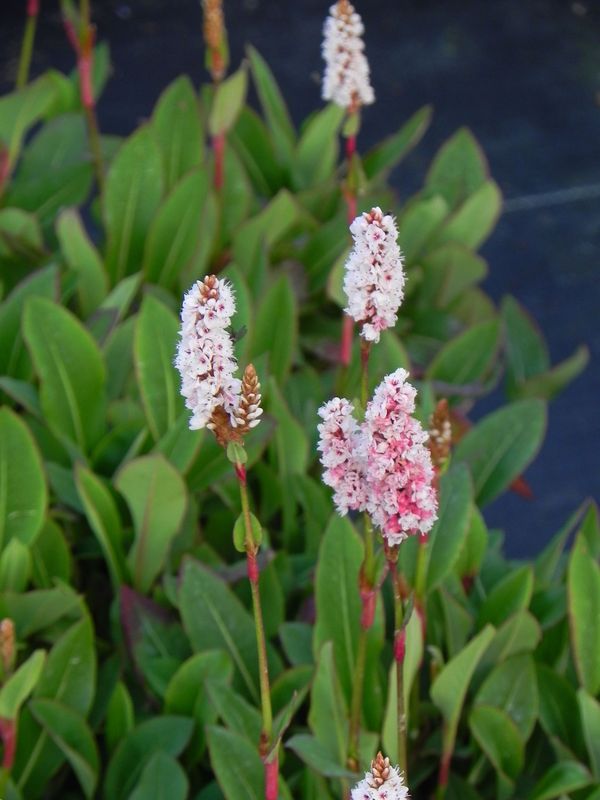 Bistorta affinis ‘Dimity’