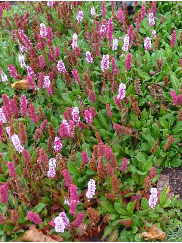 Bistorta affinis ‘Darjeeling Red’