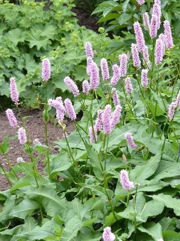 Bistorta officinalis