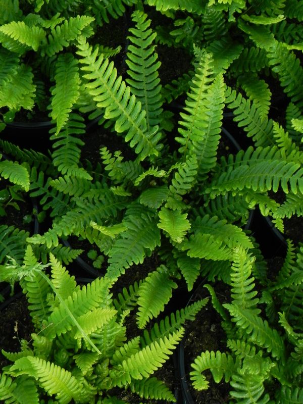 Blechnum spicant