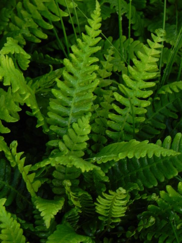 Blechnum spicant