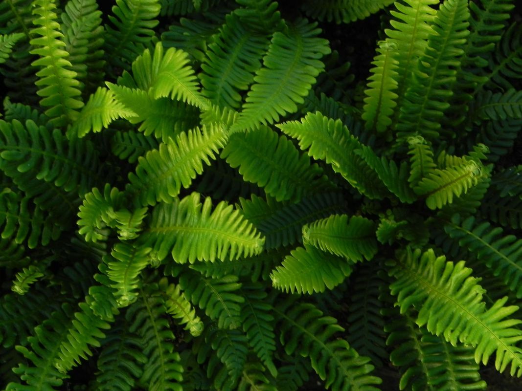 Blechnum spicant