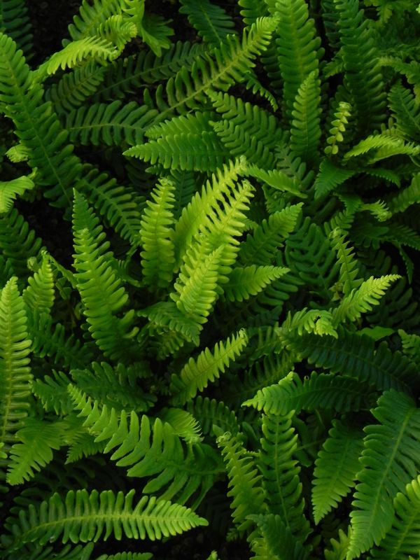Blechnum spicant