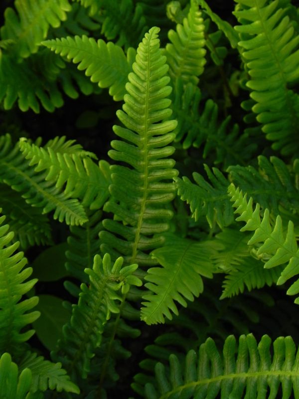 Blechnum spicant