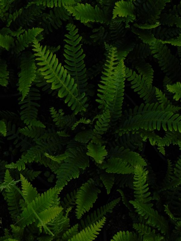 Blechnum spicant
