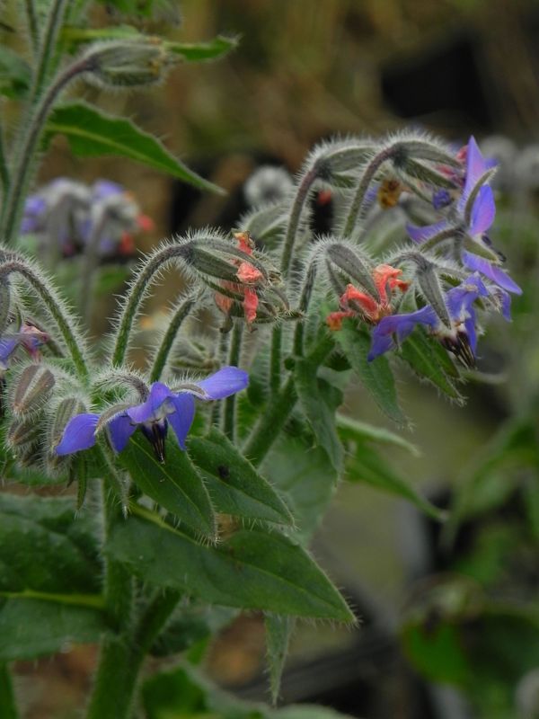 Borago officinalis