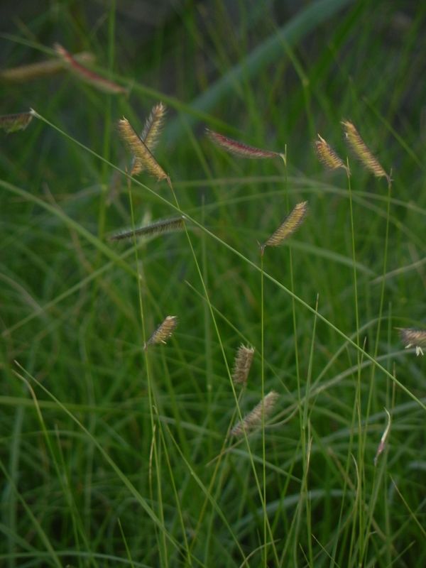 Bouteloua gracilis