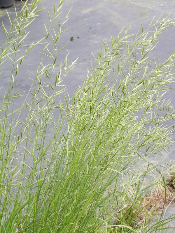 Brachypodium pinnatum