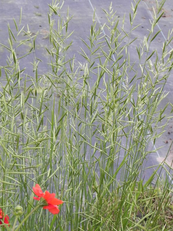 Brachypodium pinnatum