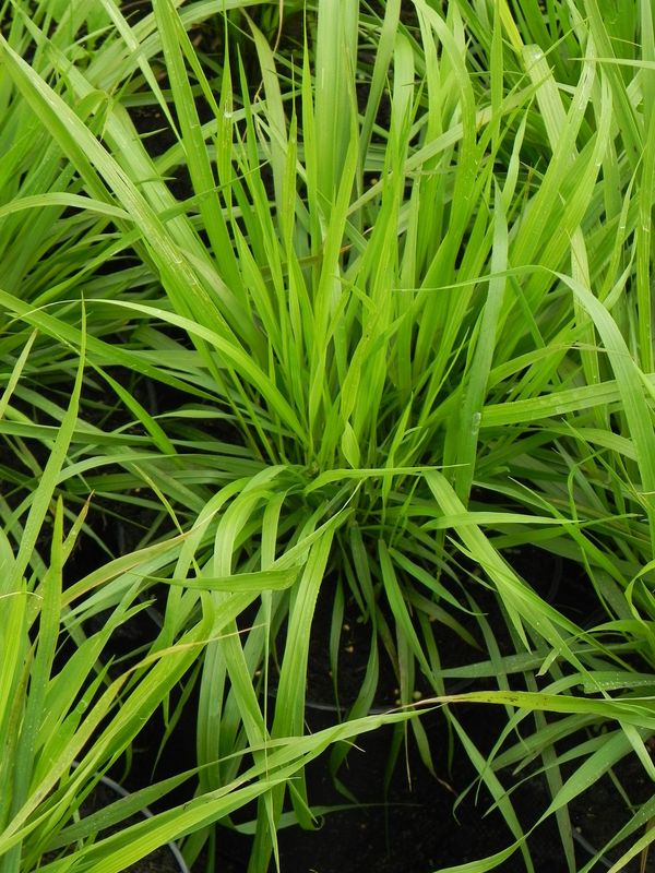 Brachypodium pinnatum