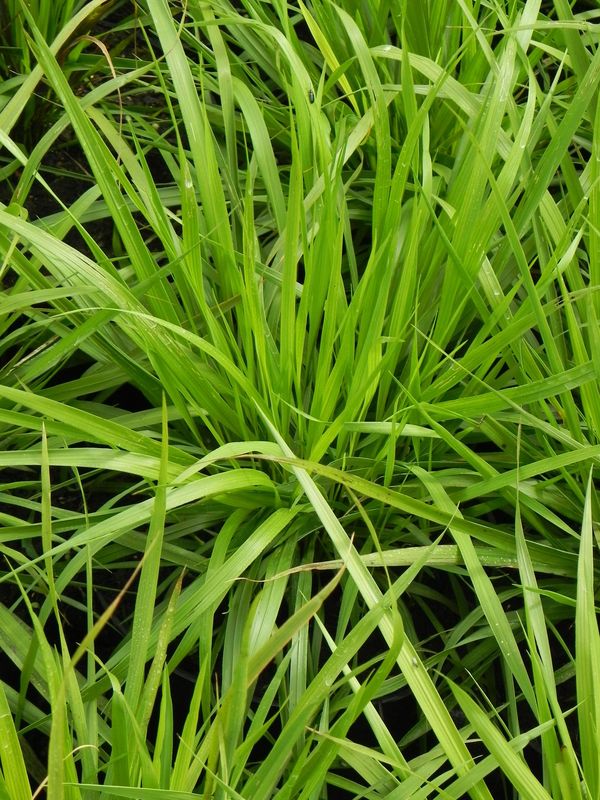 Brachypodium pinnatum