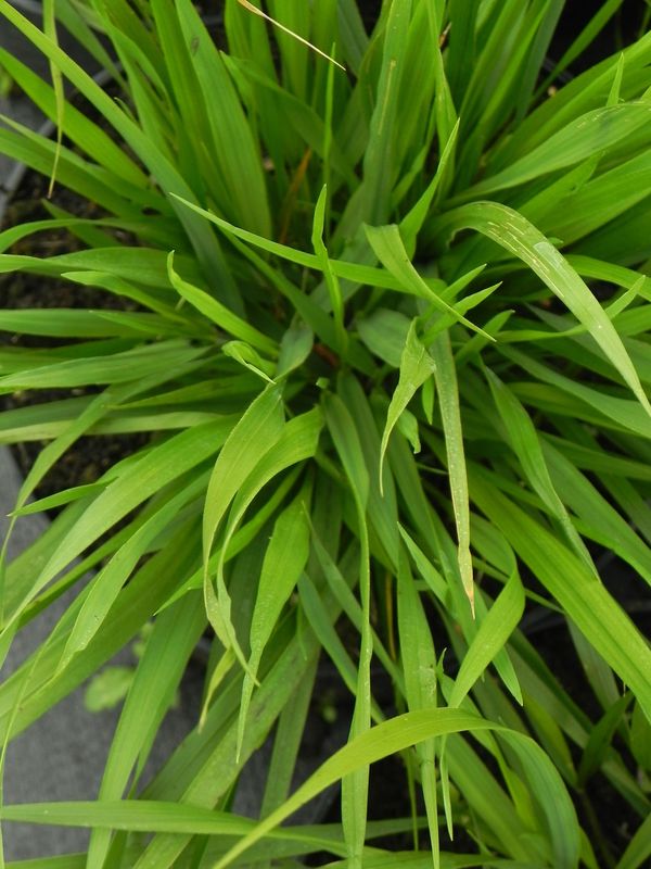 Brachypodium pinnatum