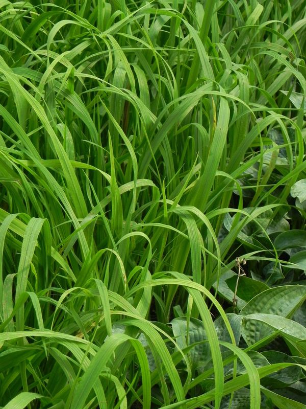 Brachypodium sylvaticum