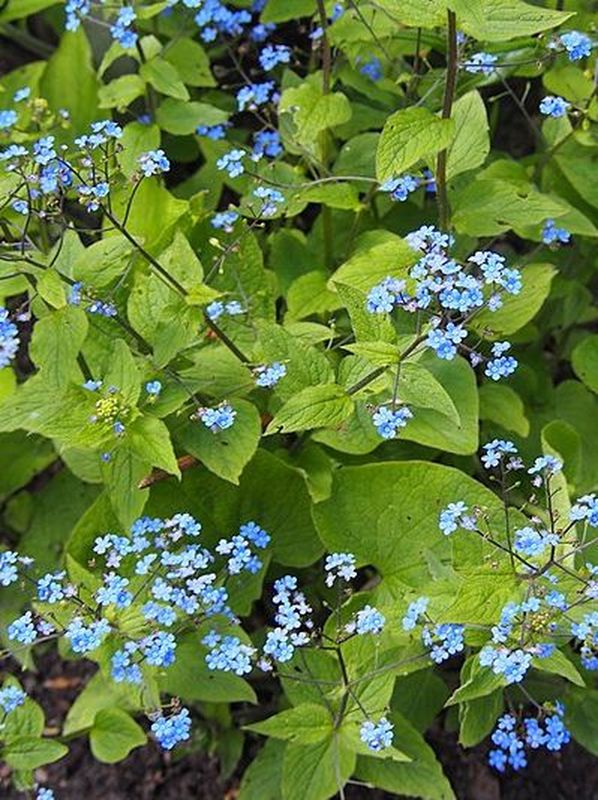 Brunnera macrophylla