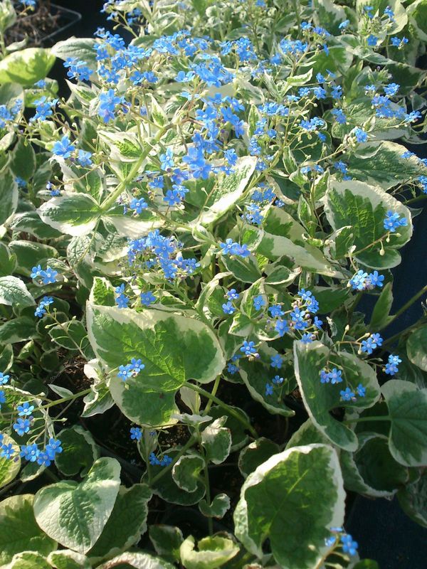Brunnera macrophylla ‘Variegata’