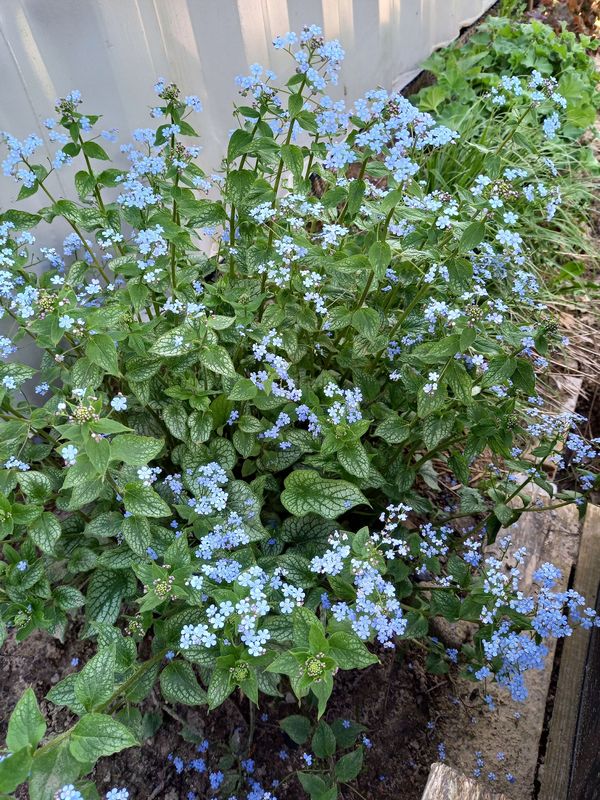 Brunnera macrophylla ‘Alexander`s Great’